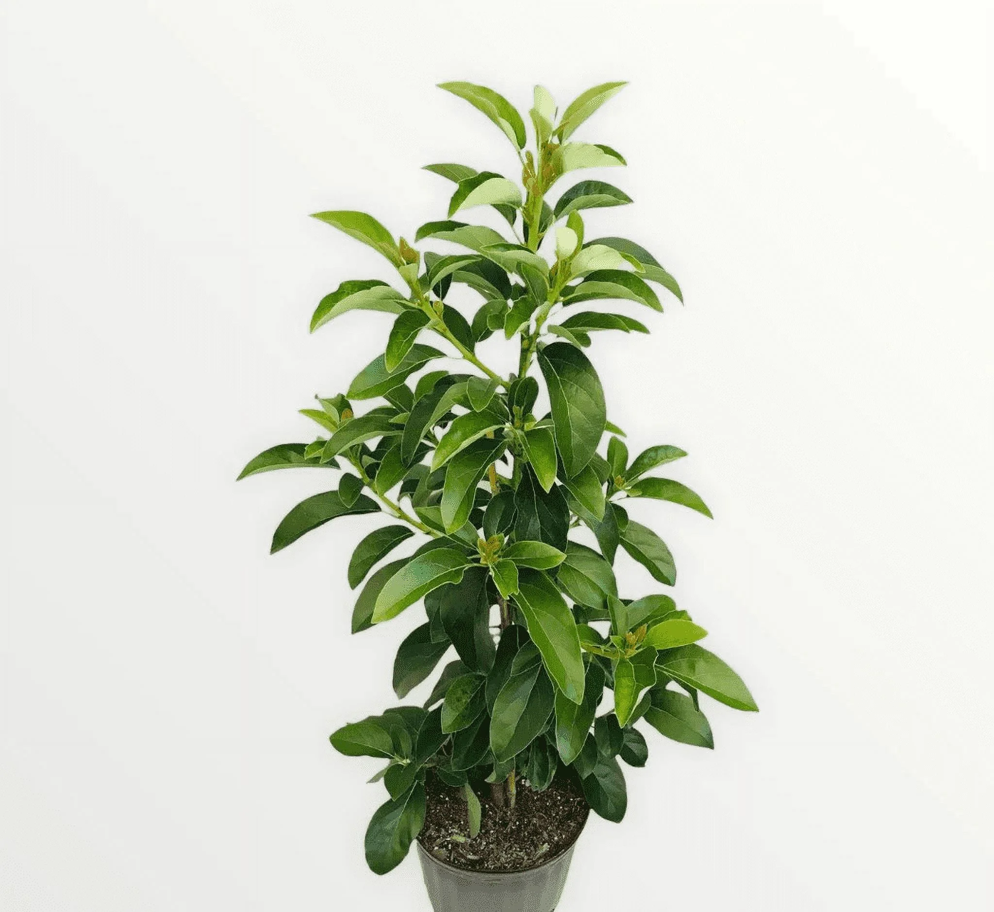Lula Avocado Tree Live indoors/outdoors Avocado Tree GRAFTED 2-3 ft. We ship to ALL STATES